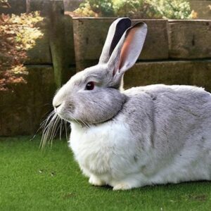 The Importance of Pedigree in Flemish Giant Breeding - Flemish Giant Care